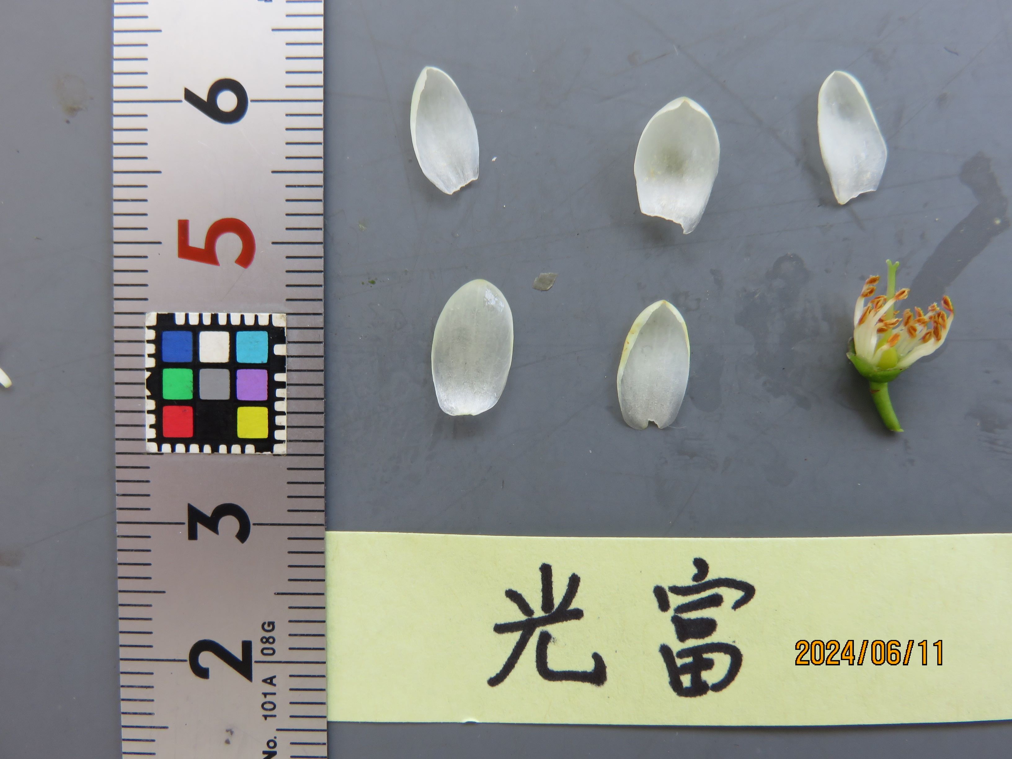 品種不明　確認画像 えだまめ】 AI・画像処理技術を活用したえだまめの選別で不良莢