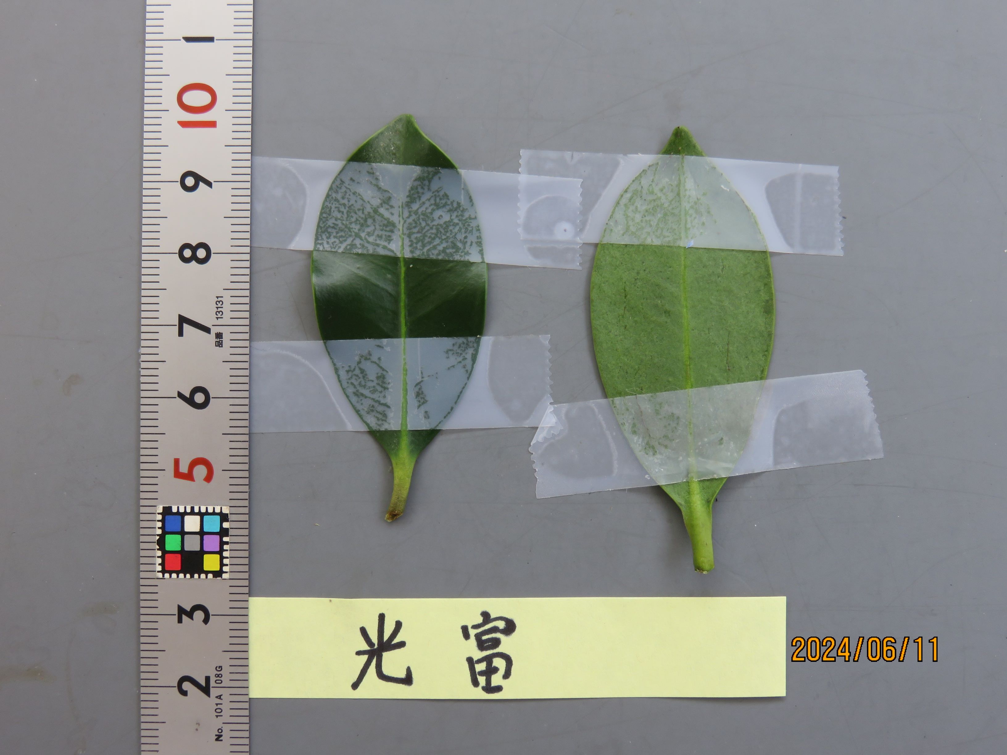 品種登録迅速化総合電子化システム