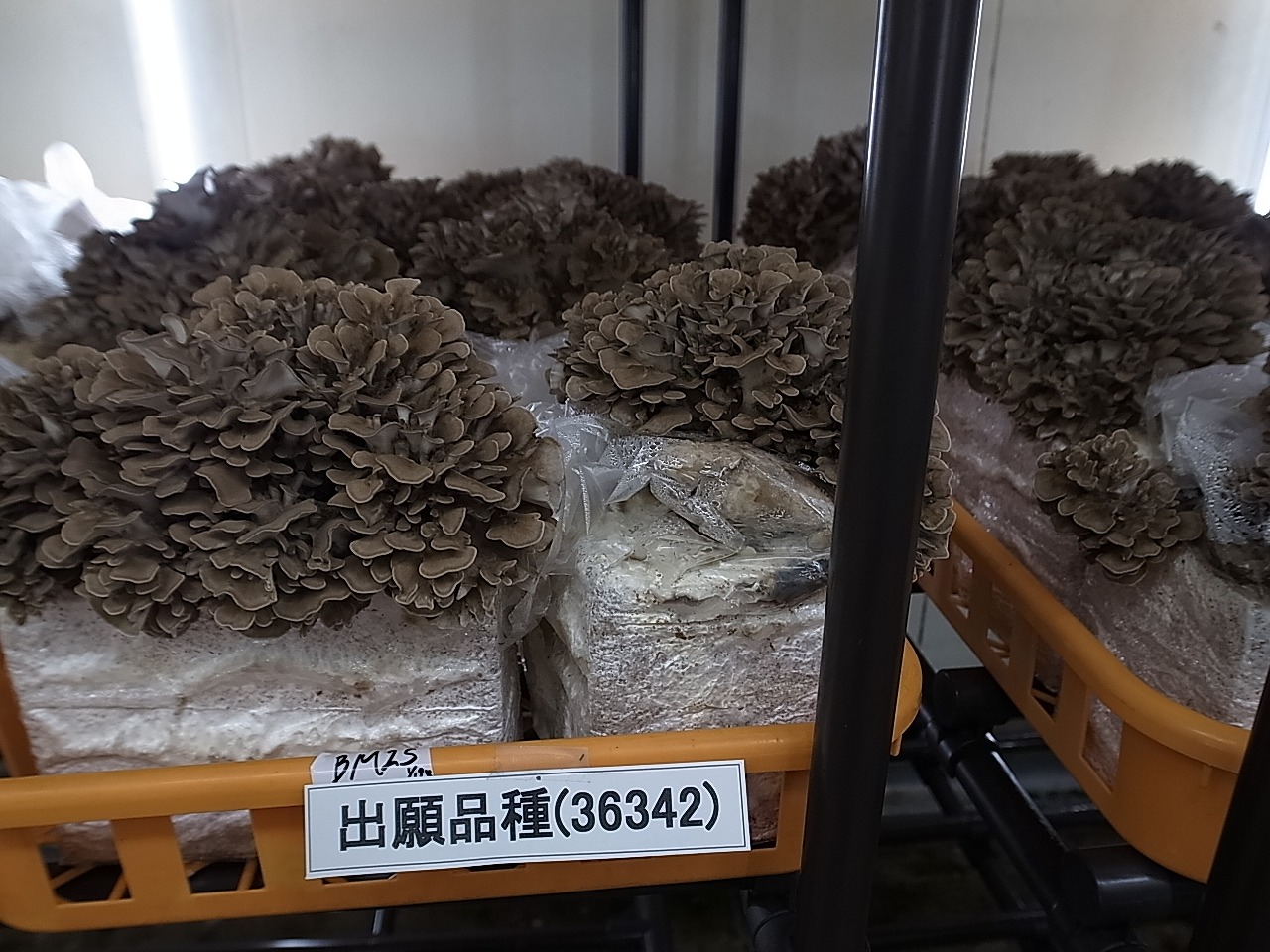 品種登録迅速化総合電子化システム