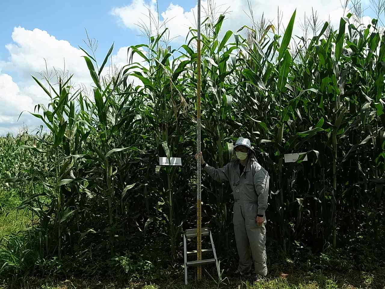 とうろもこし！ 品種登録迅速化総合電子化システム