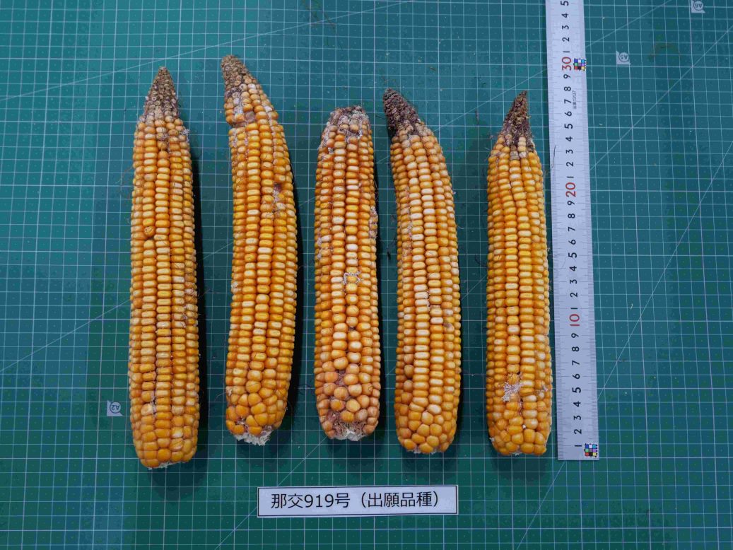 とうろもこし！ 品種登録迅速化総合電子化システム