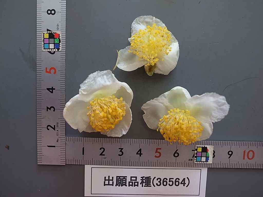 【新品種@1980】一葉 品種登録迅速化総合電子化システム