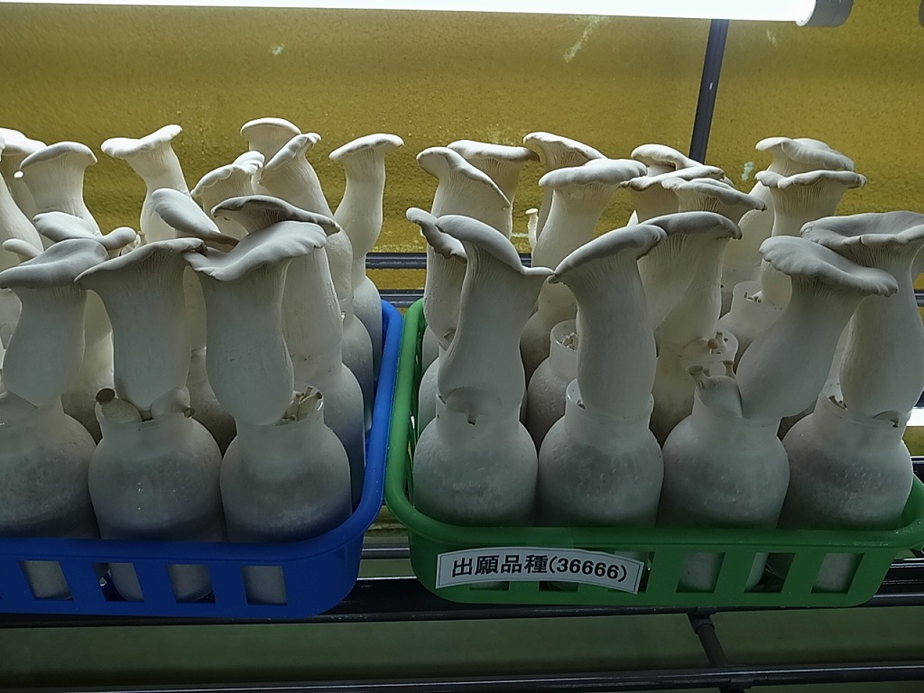 品種登録迅速化総合電子化システム