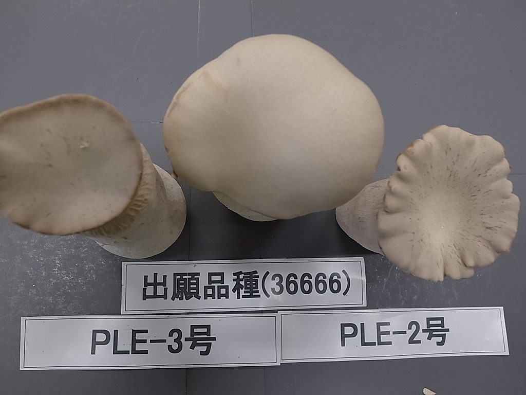 品種登録迅速化総合電子化システム