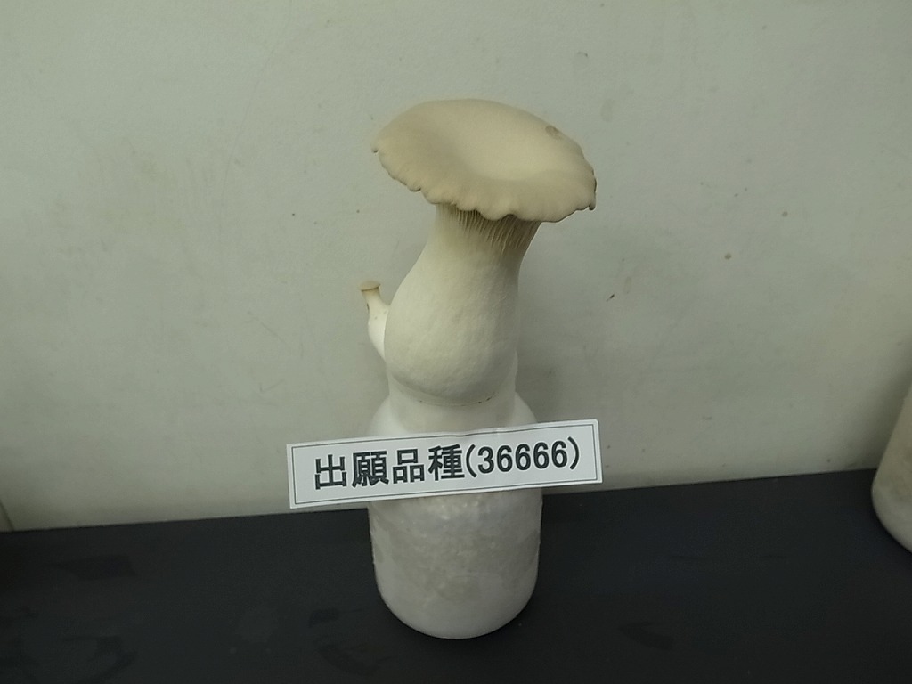 品種登録迅速化総合電子化システム