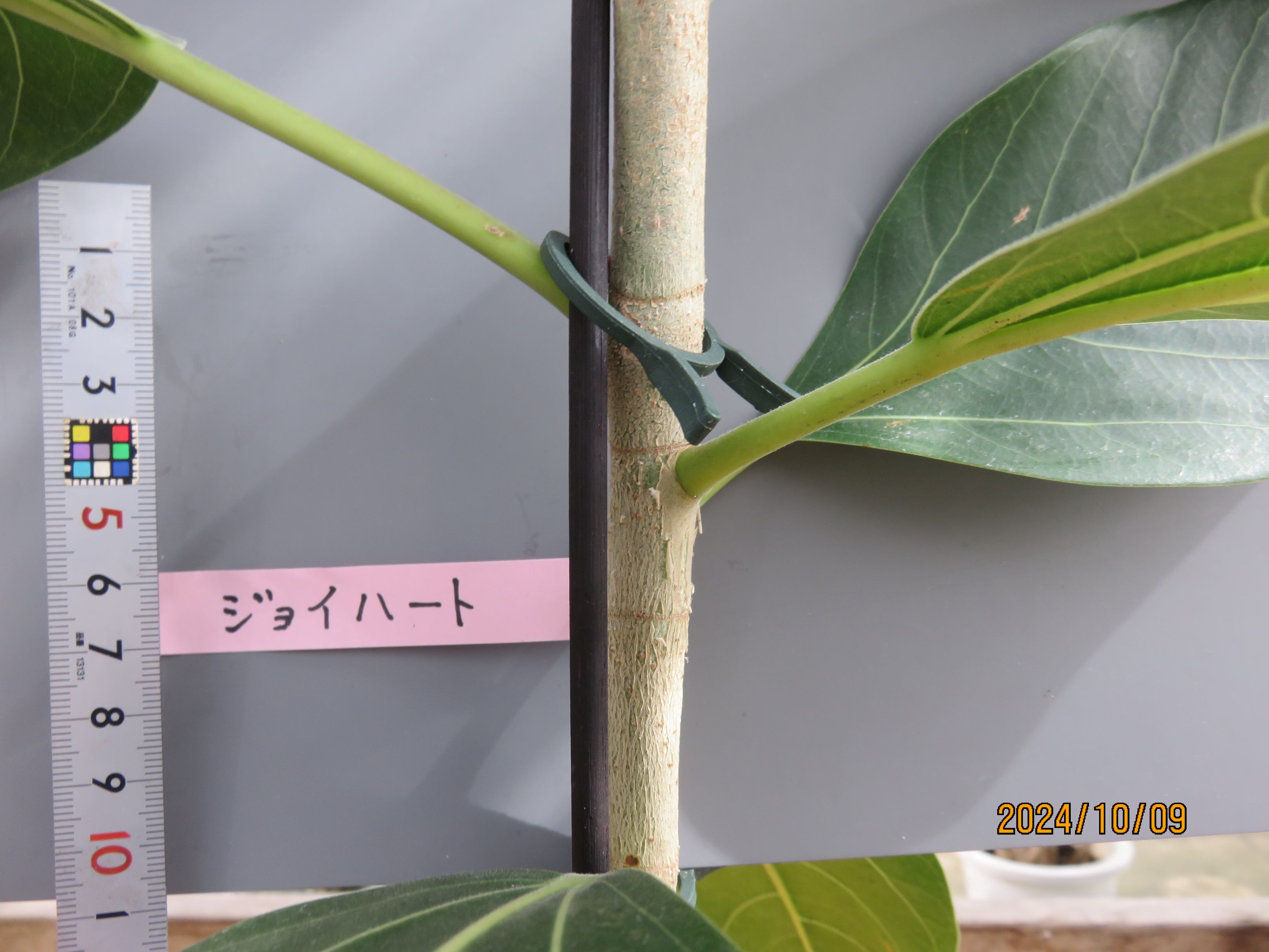 品種登録迅速化総合電子化システム